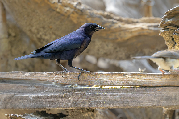 Shiny Cowbird