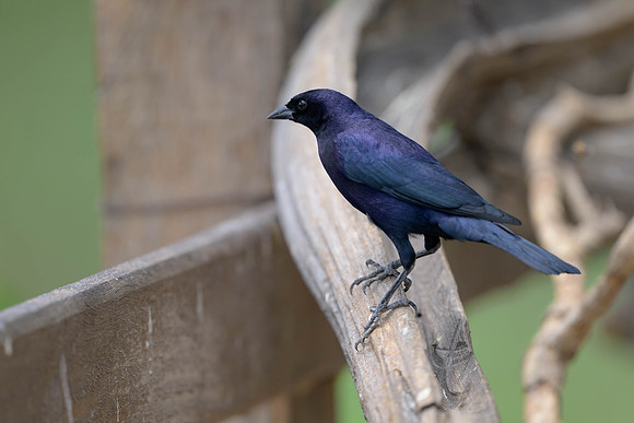 Shiny Cowbird