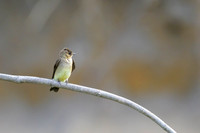 Southern Rough-winged Swallow