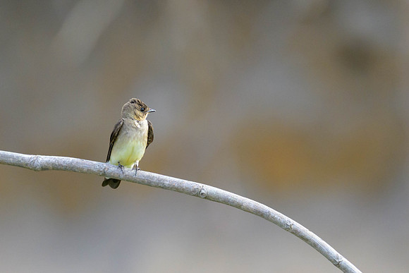 Southern Rough-winged Swallow