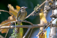 Streaked Flycatcher