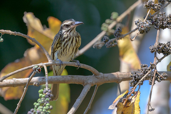 Streaked Flycatcher