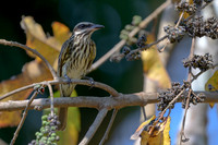 Streaked Flycatcher