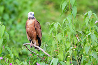 Black-collared Hawk