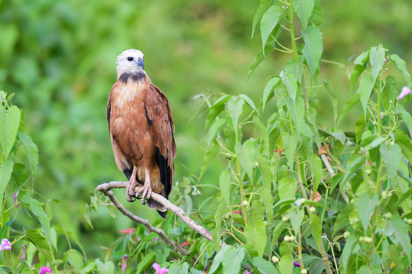 Black-collared Hawk