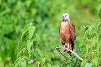 Black-collared Hawk