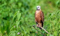 Black-collared Hawk