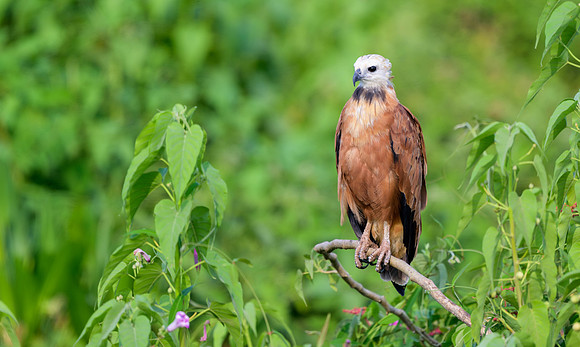 Black-collared Hawk