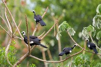 White-throated Piping-Guan