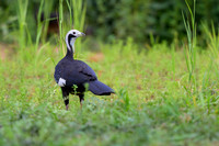 White-throated Piping-Guan