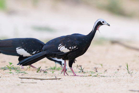 White-throated Piping-Guan