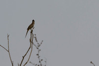 Striped Cuckoo