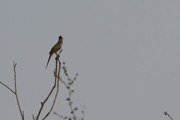 Striped Cuckoo