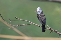 White-headed Marsh Tyrant