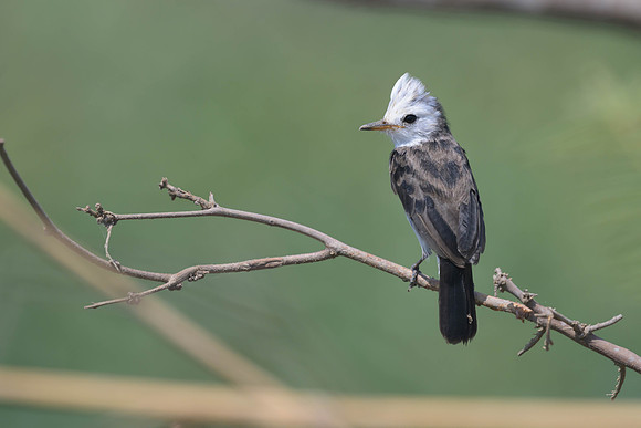 White-headed Marsh Tyrant