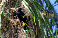 Yellow-rumped Cacique