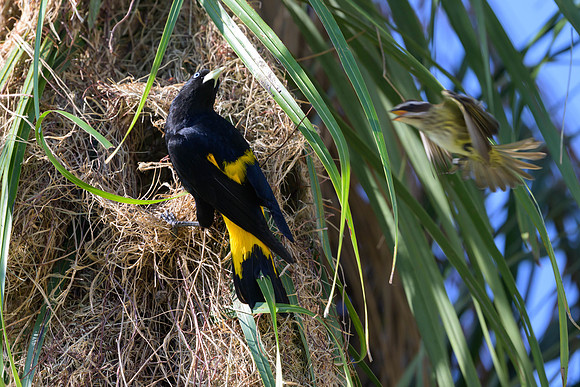Yellow-rumped Cacique