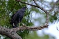 Great Black Hawk