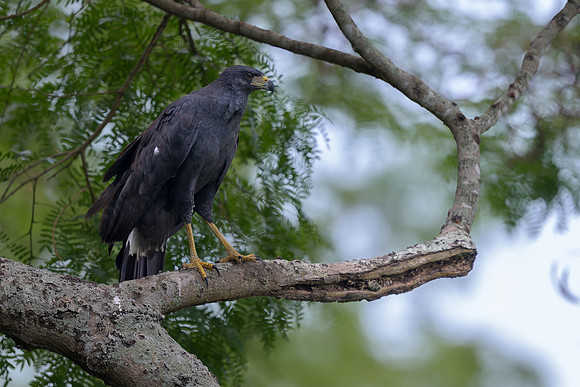 Great Black Hawk