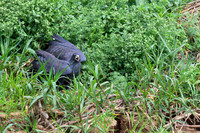 Great Black Hawk