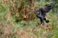 Great Black Hawk