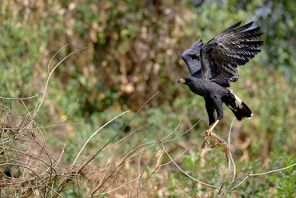 Great Black Hawk