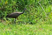 Limpkin