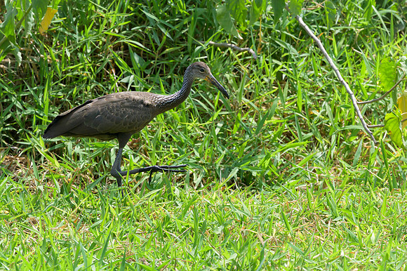 Limpkin