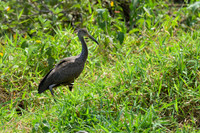 Limpkin