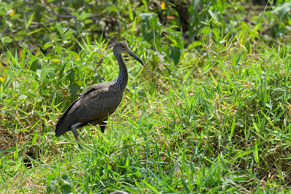 Limpkin