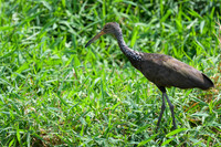 Limpkin