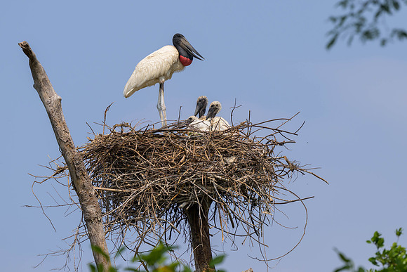 Jabiru