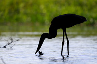 Jabiru