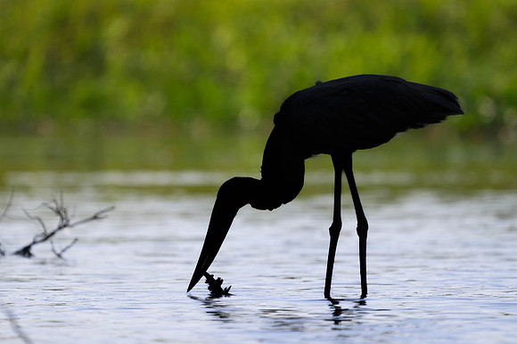 Jabiru