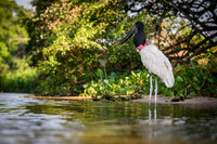 Jabiru