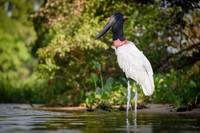 Jabiru