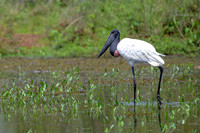 Jabiru