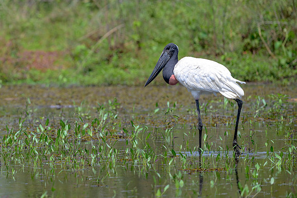 Jabiru