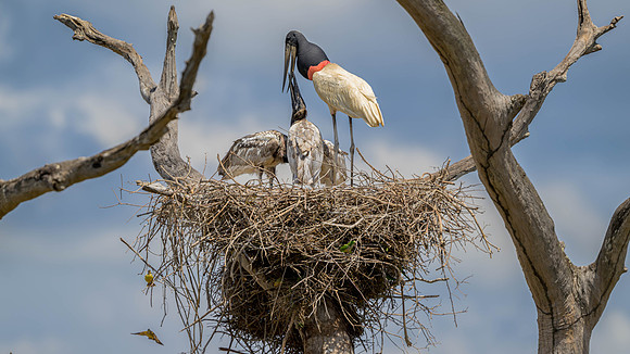 Jabiru
