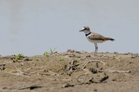 Collared Plover