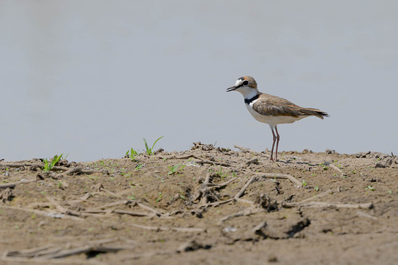 Collared Plover