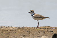Collared Plover
