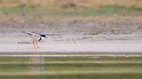 Pied Plover