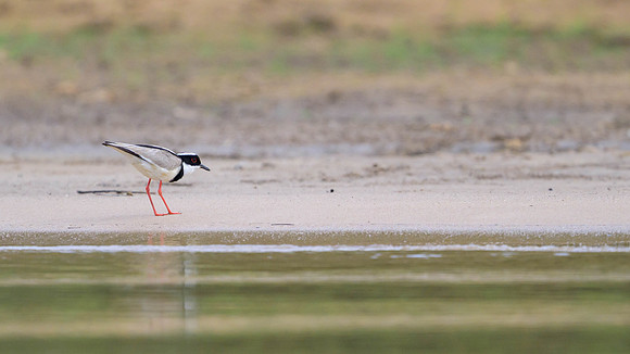 Pied Plover