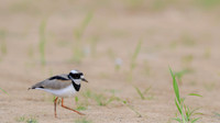 Pied Plover
