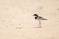 Pied Plover