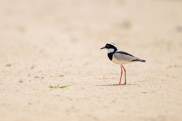 Pied Plover