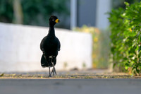 Bare-faced Curassow