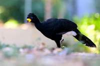 Bare-faced Curassow