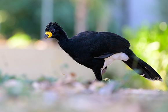 Bare-faced Curassow